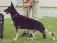 Angelj.jpg (52059 bytes)