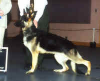 vitoj.jpg (32997 bytes)